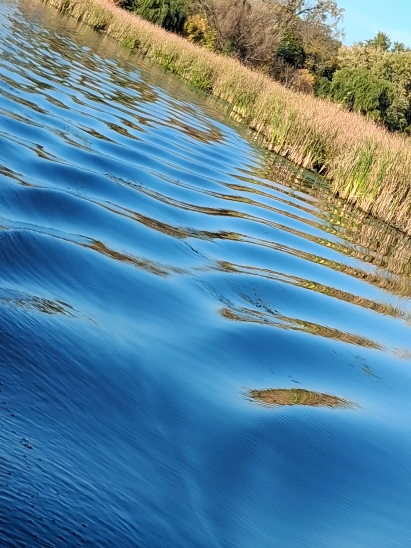 Blue rippling water beside a reed-lined shore, photographed at a diagonal angle.