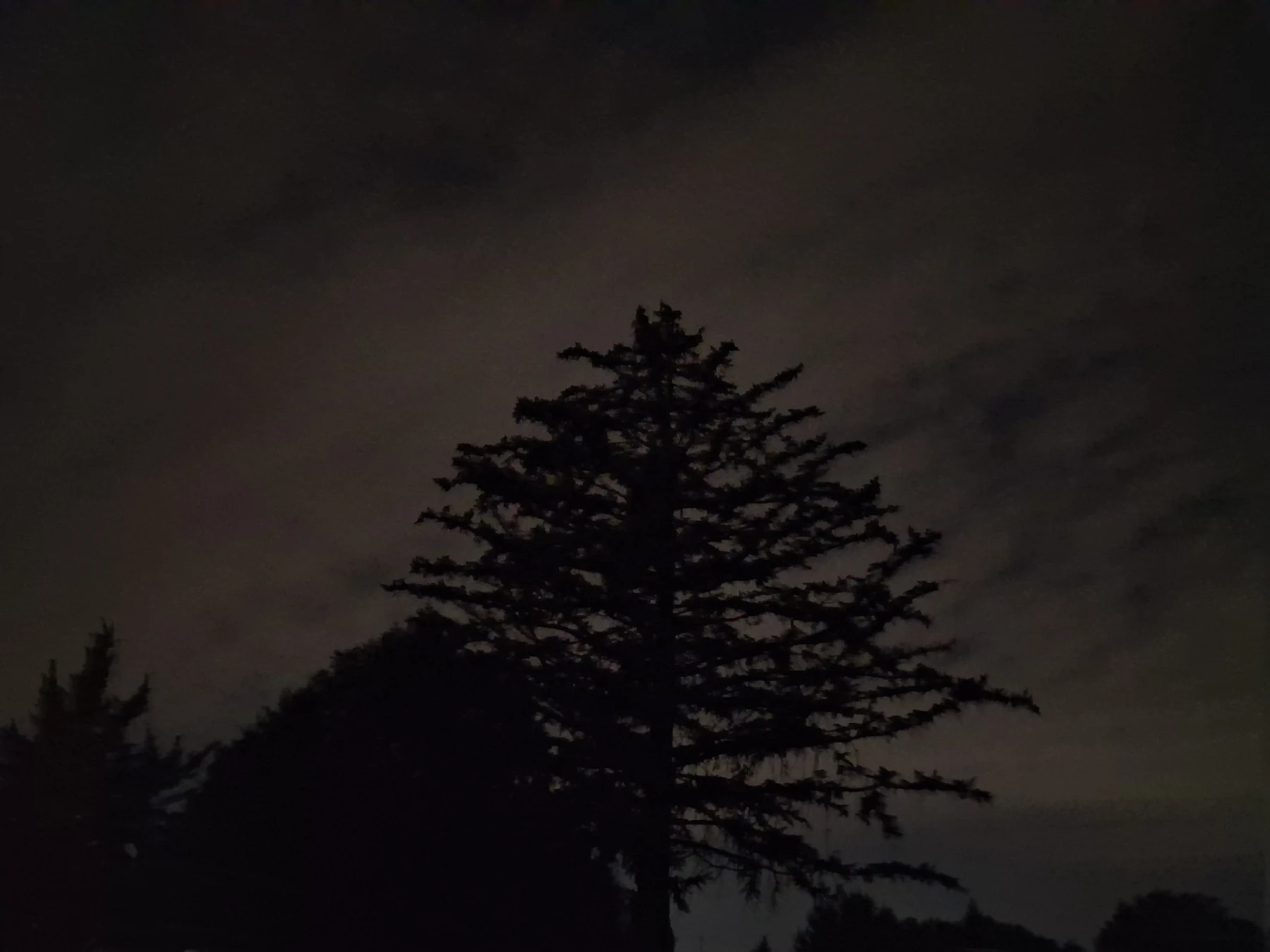An evergreen tree silhouetted against a dark clouded night sky.