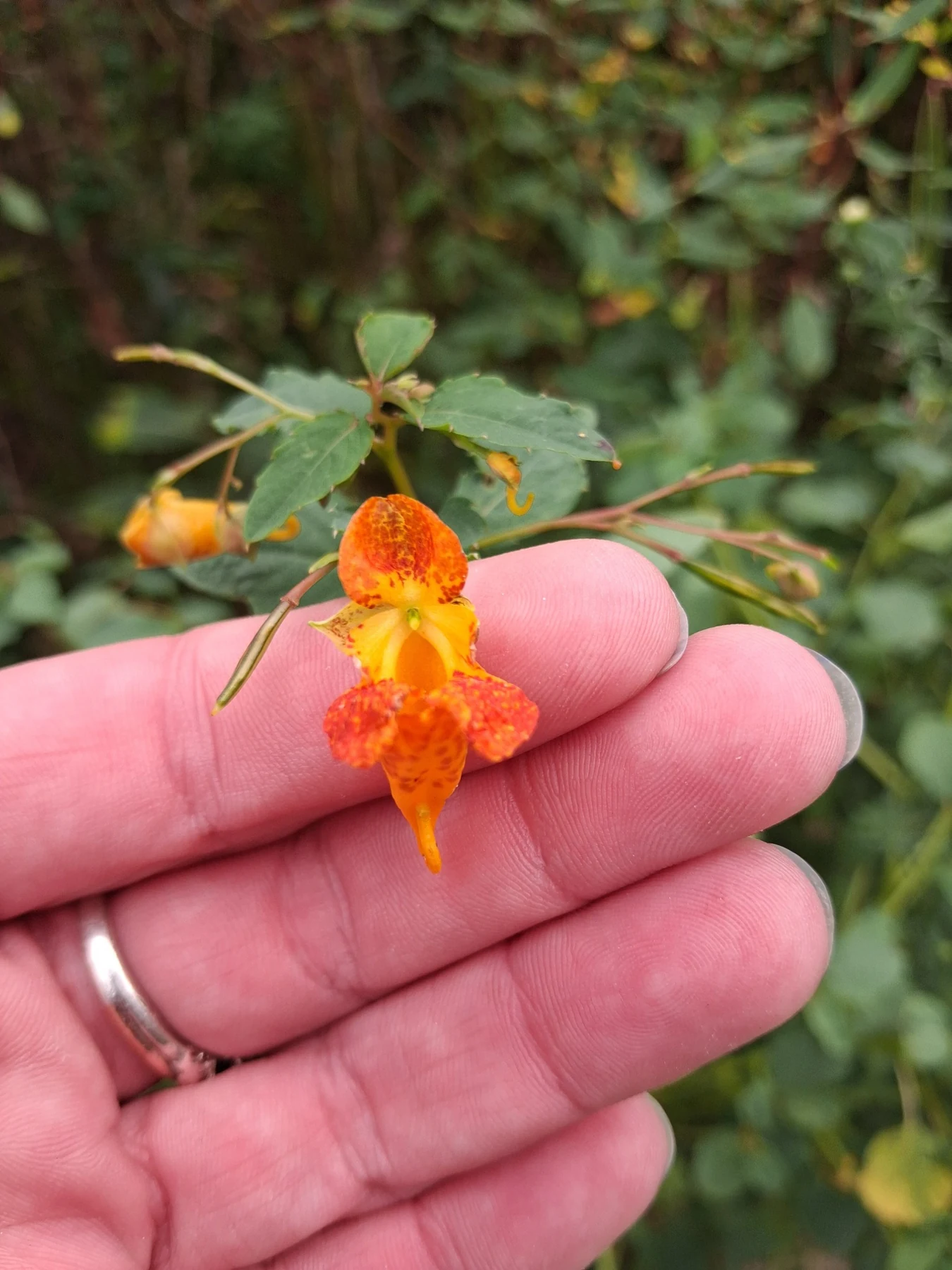 A hand gently holding a small orange flower against leafy greenery.