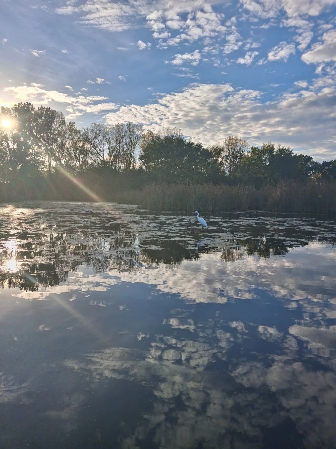 A white wading bird in a wetland with sunlight, trees and clouds reflected in the water.